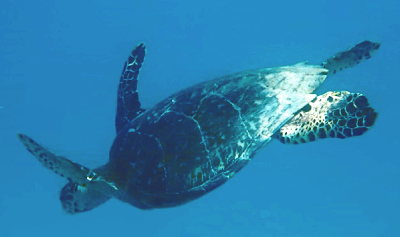 Een zeeschildpad