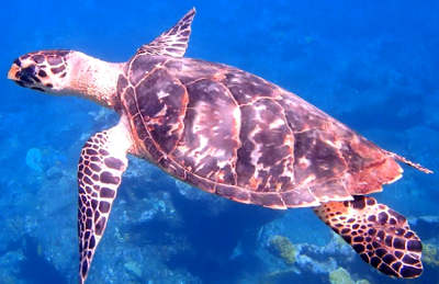 Veel schildpadden op Saba!