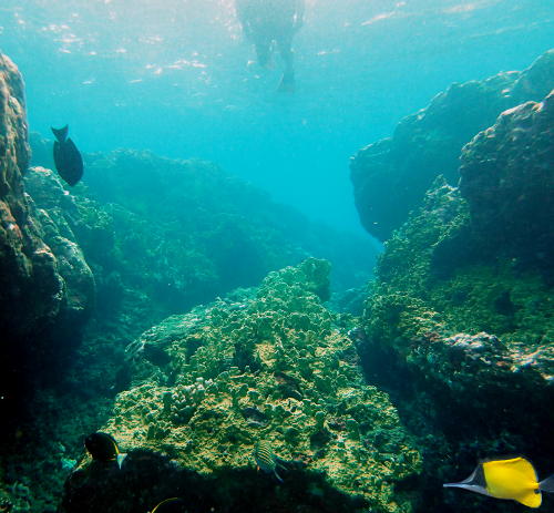Snorkelen in de baai van Hapatoni