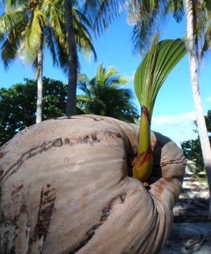 Kokosspruit