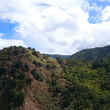 Veel bos op La Gomera