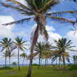 Kokosnotenweide