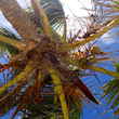Kokosnoten aan de boom