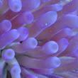 Paarse anemonen